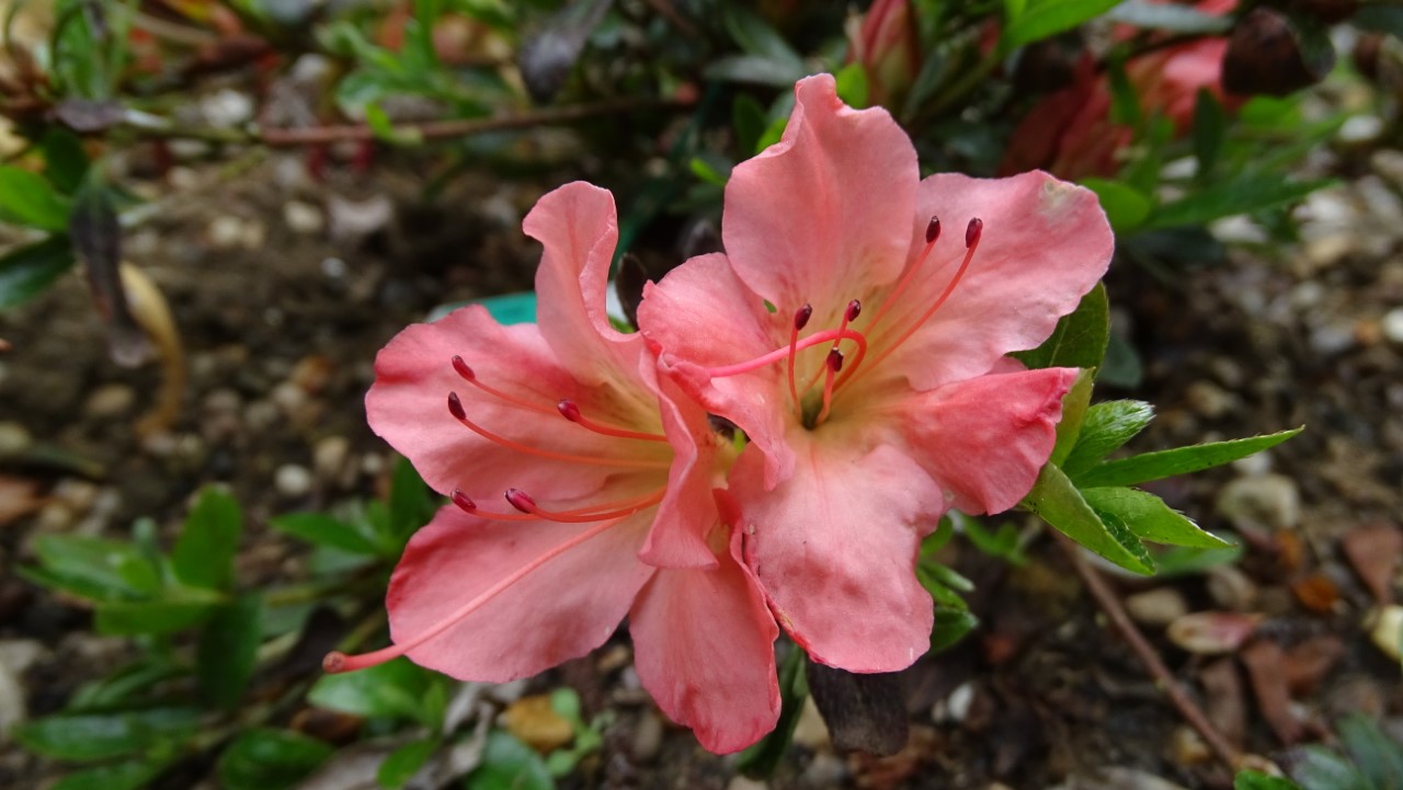 'Louisa'